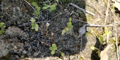 Saxifraga tridactylites