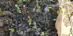 Saxifraga tridactylites