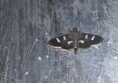 Desmia subdivisalis