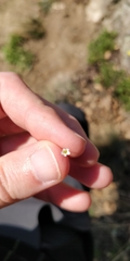Saxifraga tridactylites