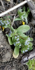 Valerianella carinata