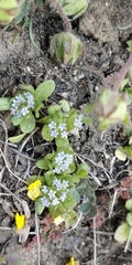 Valerianella carinata