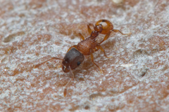 Tetramorium fuscipes