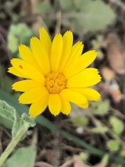 Calendula arvensis