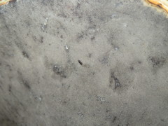 Xyleborinus saxesenii