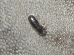 Xyleborinus saxesenii