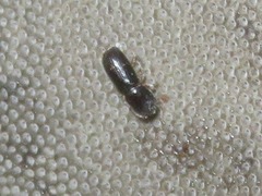 Xyleborinus saxesenii