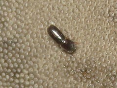 Xyleborinus saxesenii