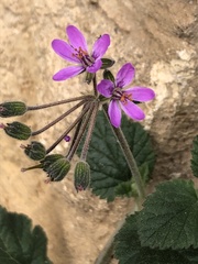 Erodium malacoides