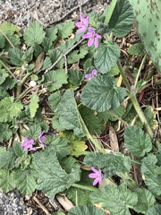 Erodium malacoides