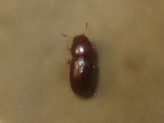 Cis castaneus