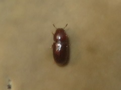Cis castaneus
