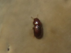 Cis castaneus