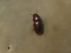 Cis castaneus