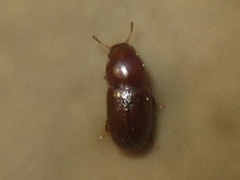Cis castaneus