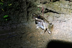 Xenophrys glandulosa