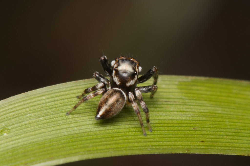 White Garland House Hopper from Walligan QLD 4655, Australia on March 27, 2022 at 1236 PM by