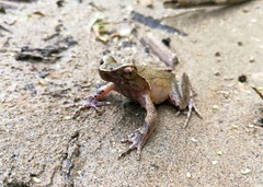 Boulenophrys parva