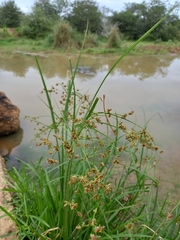 Cyperus pulcher