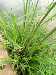 Cyperus pulcher