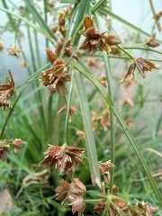 Cyperus pulcher