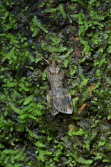 Scoparia acharis