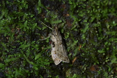 Scoparia acharis