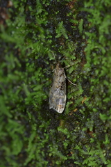 Scoparia acharis