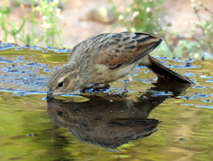 Lark-Like Bunting photo 3
