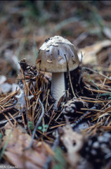 Amanita submembranacea