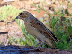 Lark-Like Bunting photo 4