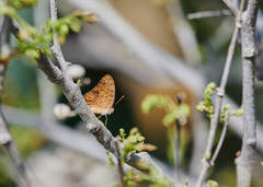 Phalanta phalantha phalantha