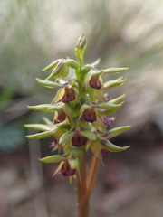 Genoplesium ciliatum