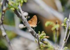 Phalanta phalantha phalantha