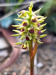 Genoplesium ciliatum