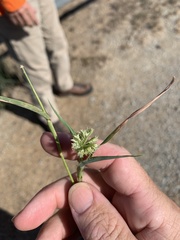 Dactyloctenium radulans