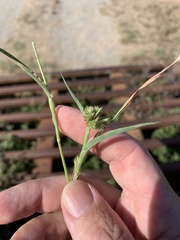 Dactyloctenium radulans