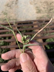 Dactyloctenium radulans