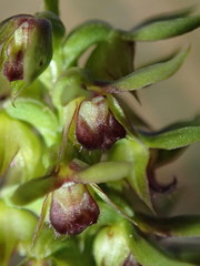 Genoplesium ciliatum