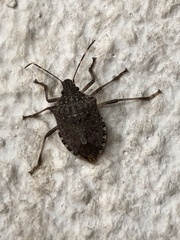 Halyomorpha halys