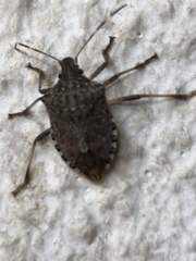 Halyomorpha halys