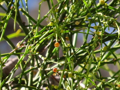 Viscum articulatum