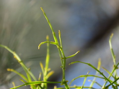 Viscum articulatum
