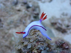 Hypselodoris brycei
