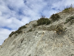 Pachystegia insignis