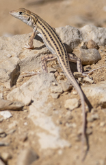 Acanthodactylus boskianus asper