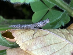 Tarachodes sanctus