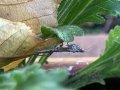 Tarachodes sanctus