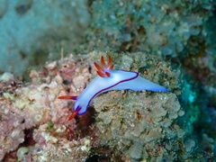 Hypselodoris brycei