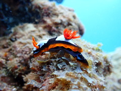 Chromodoris westraliensis